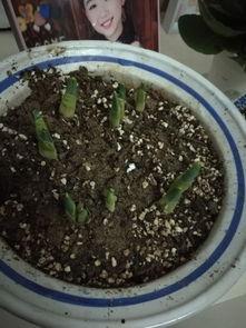 神行花花吃瓜,揭秘娱乐圈背后的秘密与八卦