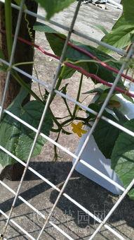 小伙阳台吃瓜趣事,小伙夏日悠闲生活瞬间