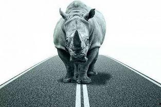 吃瓜群众犀牛,揭秘娱乐圈幕后真相