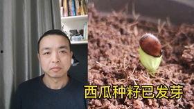 吃瓜楼顶小情侣,楼顶小情侣的甜蜜瓜事