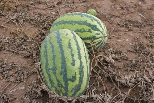 牛庄镇吃瓜,品味夏日田园风情