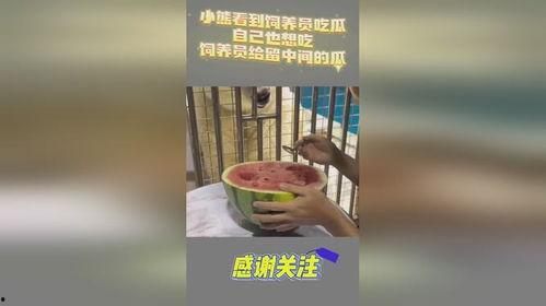 吃瓜小熊上海,揭秘上海美食风云录