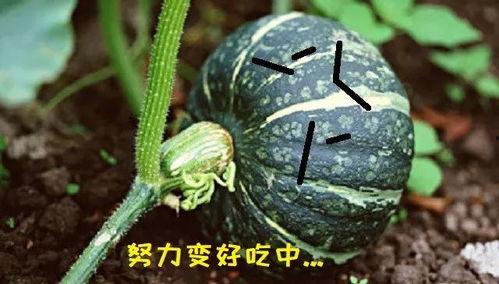 吃瓜吃真瓜,吃瓜群众的真实瓜田之旅