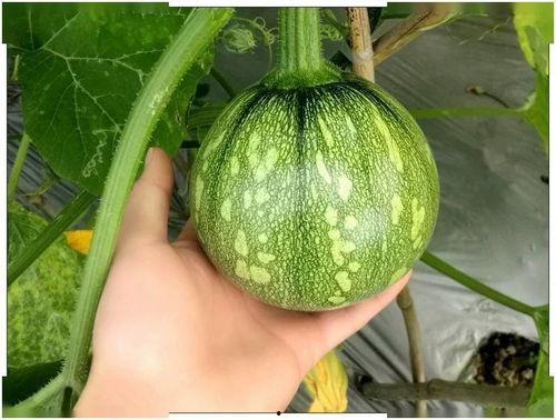 小盼吃瓜,揭秘娱乐圈那些不为人知的幕后故事