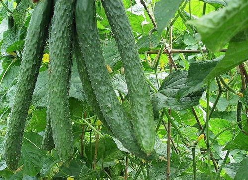 疱疹可以吃梨瓜,疱疹康复之旅