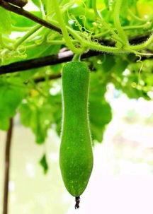 奇吃瓜,揭秘娱乐圈那些不为人知的幕后故事