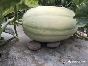 边围观边吃瓜,揭秘网络热议背后的故事