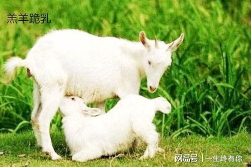 b站小羊吃瓜,揭秘B站热门视频背后的趣味故事