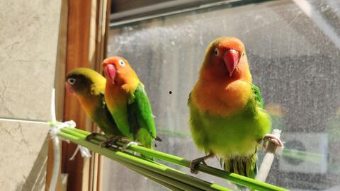 鹦鹉吃的白瓜,白瓜的甜蜜诱惑