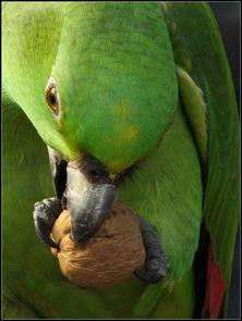 鹦鹉吃的白瓜,白瓜的甜蜜诱惑