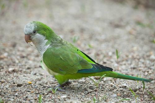 鹦鹉吃的白瓜,白瓜的甜蜜诱惑