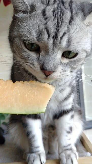 猫咪打架吃瓜,打架现场，吃瓜群众围观