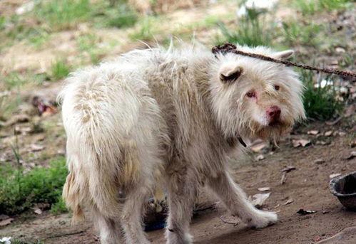 四毛狗狗吃瓜,四毛狗狗的瓜田奇遇记