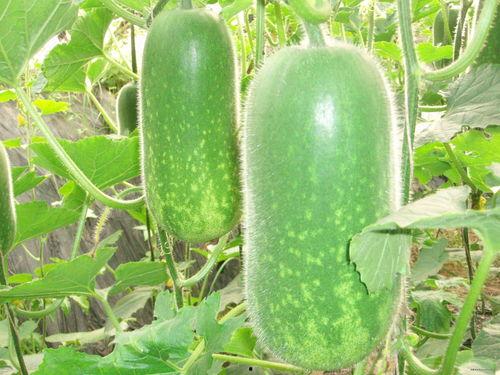 吃瓜吃瓜吃瓜吃瓜循环,吃瓜群众的趣味循环之旅