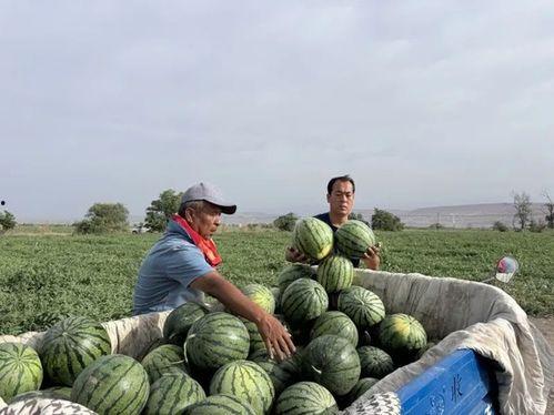 安阳殷都区吃瓜,瓜果飘香里的历史韵味