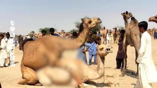 刘大瓜吃骆驼,勇敢尝试骆驼美食之旅
