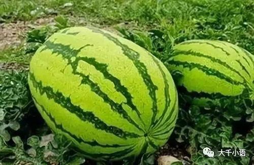 王露露吃瓜,揭秘娱乐圈幕后故事