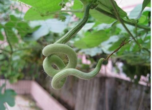 请问蛇瓜怎么吃,探索美味与营养的完美结合