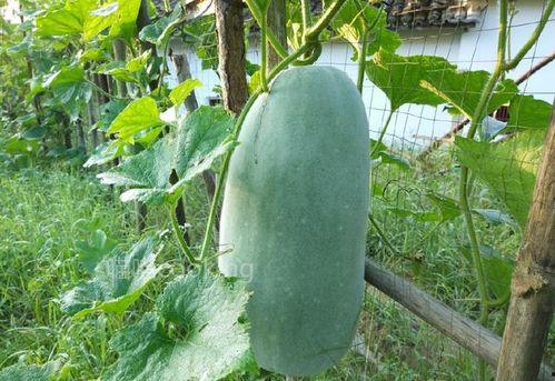 婵丸吃瓜,揭秘娱乐圈背后的那些事儿