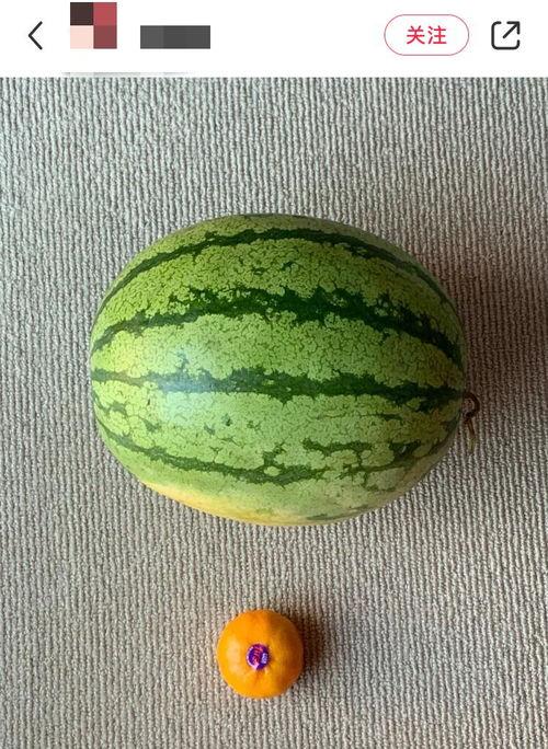 印度哪里吃瓜最多,揭秘瓜类消费最多的地区