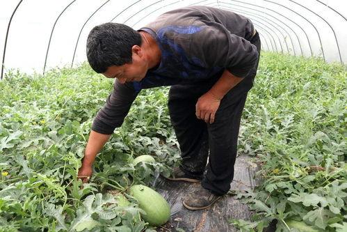 崩瓜怎么吃,解锁夏日清新美味新体验