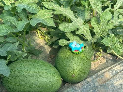 崩瓜怎么吃,解锁夏日清新美味新体验