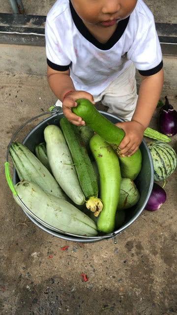 梦见摘瓜和蔬菜吃瓜,摘瓜与蔬菜吃瓜的奇妙寓意