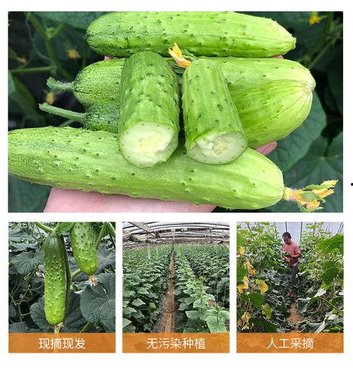 梦见摘瓜和蔬菜吃瓜,摘瓜与蔬菜吃瓜的奇妙寓意