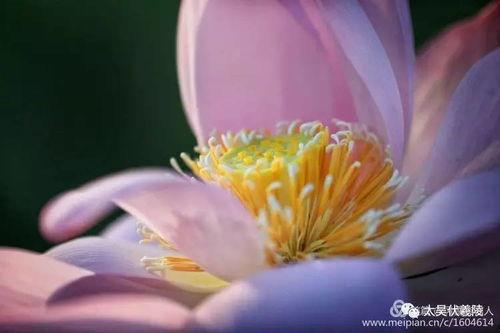 桂林莲花吃瓜,夏日消暑吃瓜新风尚