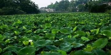 桂林莲花吃瓜,夏日消暑吃瓜新风尚